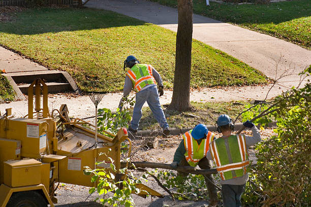 Trusted Rowland Heights, CA  Tree Services Experts